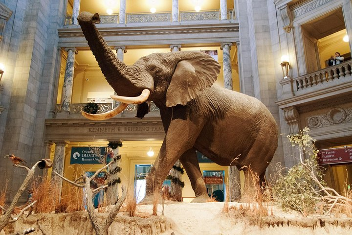 Smithsonian Museum of Natural History - Exclusive Guided Tour  - Photo 1 of 14